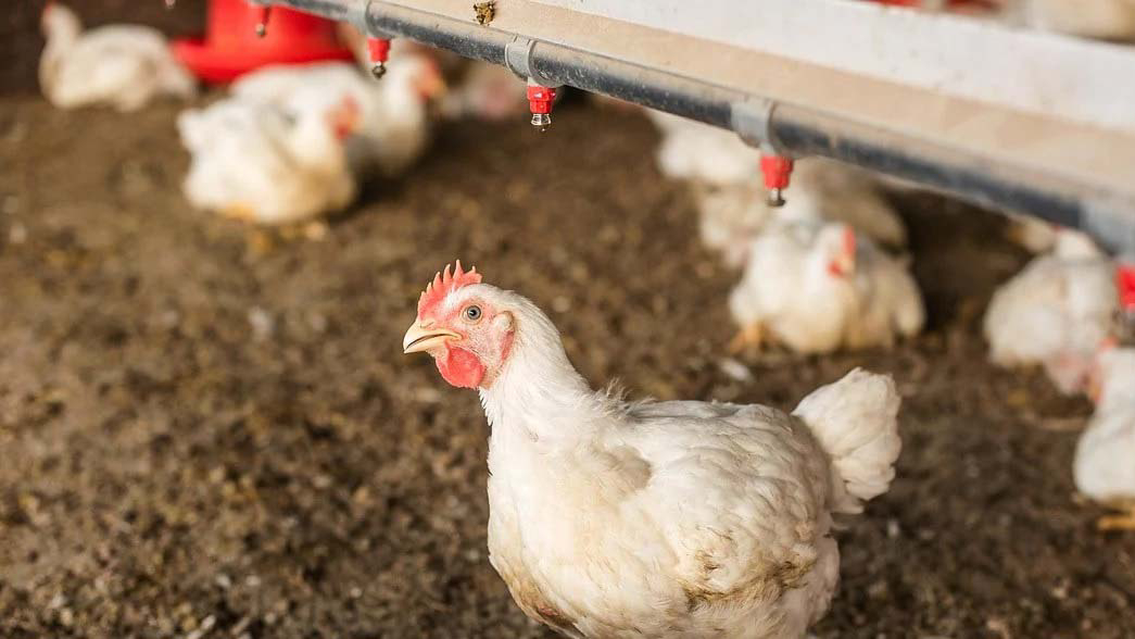 Chicken nipples are a must-have for chickens because they keep the water supply clean.